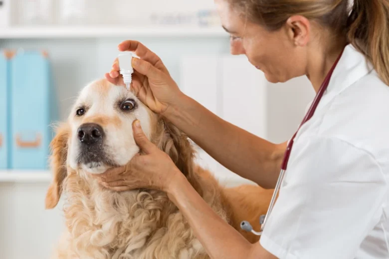 Veterinářka podává kapky psu s prolaps třetího víčka.