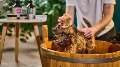 Mokrý yorkie štěně v dřevěné vaně při koupání s osobou.