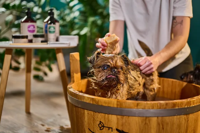 Mokrý yorkie štěně v dřevěné vaně při koupání s osobou.