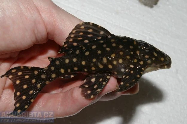 Ruka drží akvarijního sumce s bílými tečkami.
