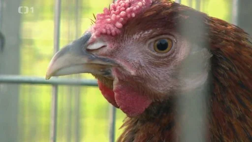 Hlava hnědé slepice v kleci s detailním záběrem na kůži.