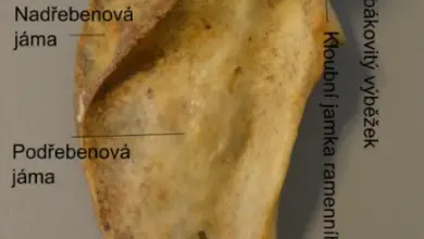 Kost lopatky kuřete s označenými anatomickými částmi.