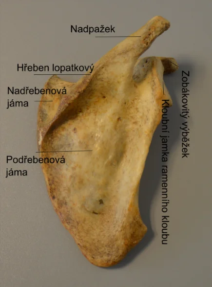 Kost lopatky kuřete s označenými anatomickými částmi.