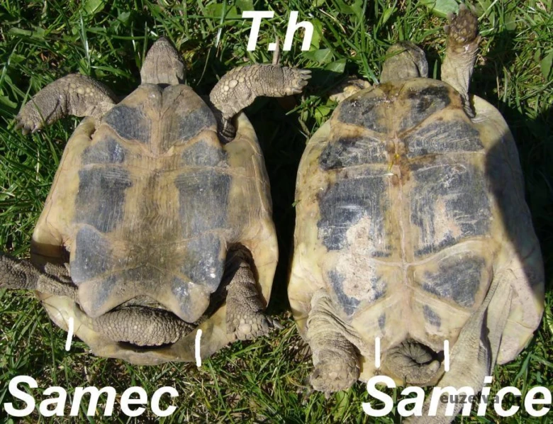 Dvě želvy Hermannovy s označením samek a samice pro určení pohlaví.