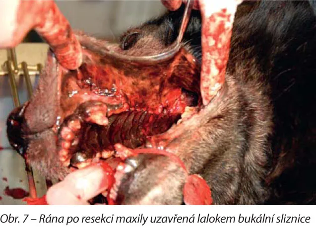 Rána po resekci horní čelisti u psa uzavřená sliznicou