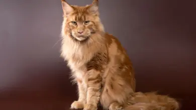 Pestrý hlavní koňák sedí na tmavém pozadí.