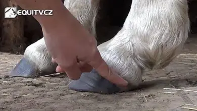 Ruka koního trenéra ukazuje na kopyto při kontrole.