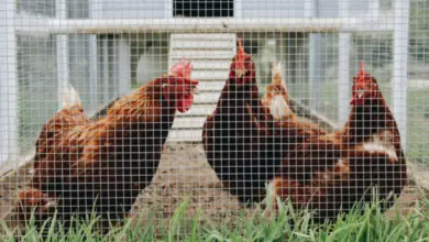 Kokrháči v kleci na farmě