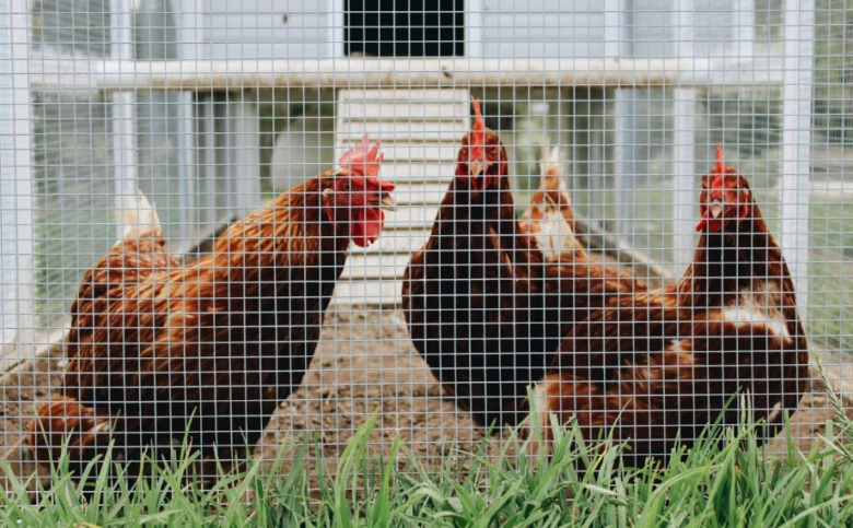 Kokrháči v kleci na farmě