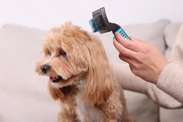 Maltipoo pes je hřebenován rukou majitele.