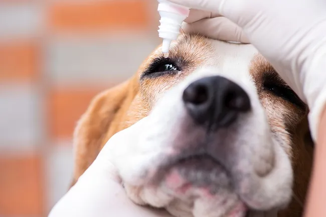 Přidávání oční kapky psu veterinářem v rukavicích.