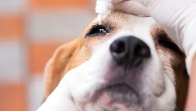 Pes dostává kapky do oka při veterinárním vyšetření.