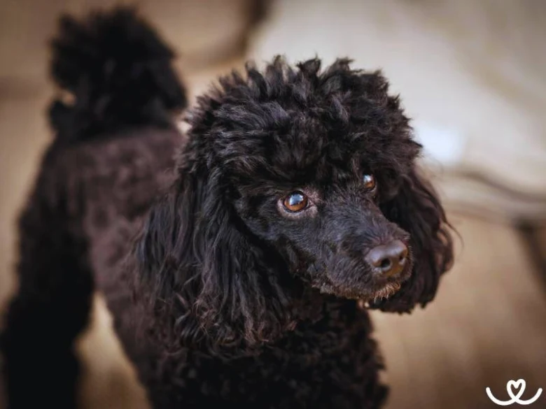 Černé malé pudlo (toy poodle) v interiéru.