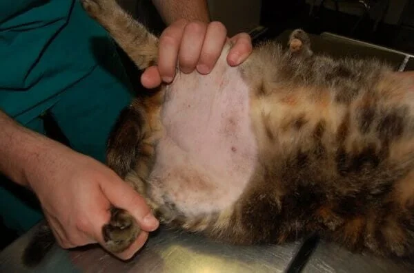 Veterinář oholí kočce břicho pro léčbu vnějších parazitů.