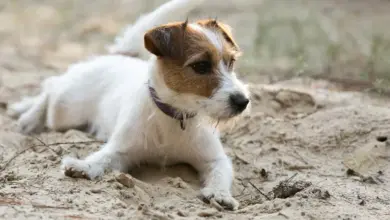 Jack Russel štěně leží na písku v přírodě.