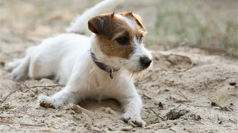 Jack Russel štěně leží na písku v přírodě.