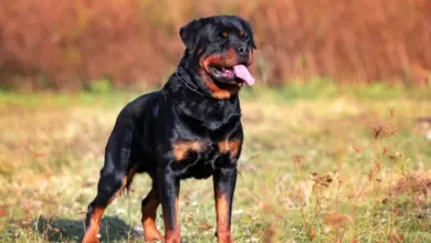 Rotvajler stojí na trávníku s jazykem venku