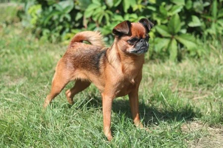 Brusselský griffon stojí na trávníku mezi zelenou vegetací.