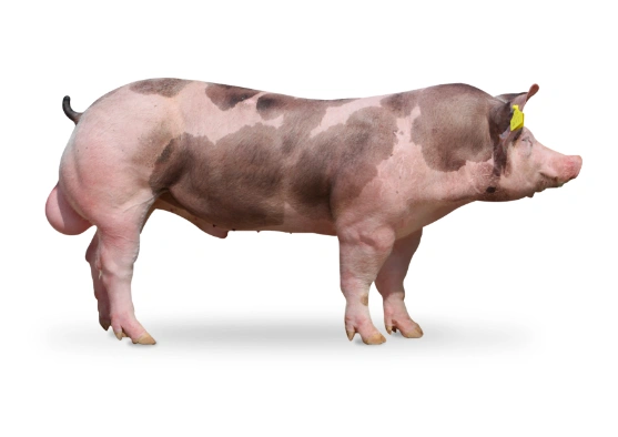 Mangalicové prasátko s typickým skvrnitým srstí na bílém pozadí.