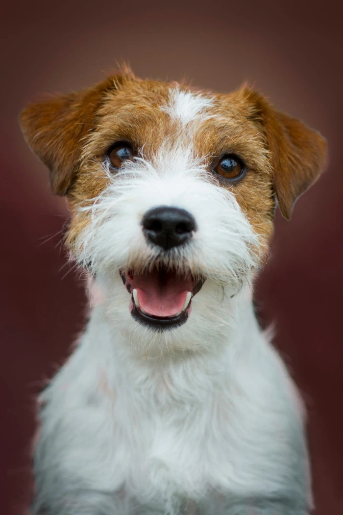 Portrétní fotografie štěstlivého teriéra Jack Russella.