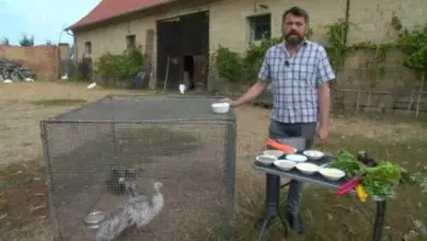 Muž krmit pávy v kleci s misky jídla.