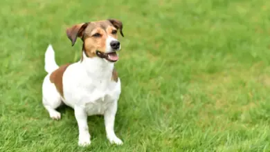 Jack Russel teriér sedící na trávníku