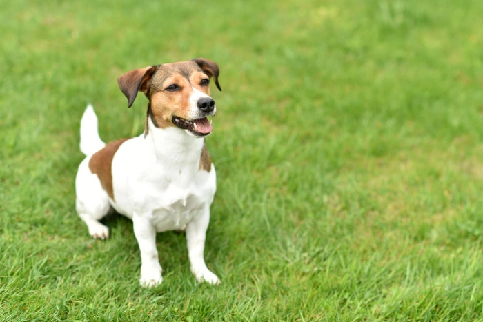 Jack Russel teriér sedící na trávníku
