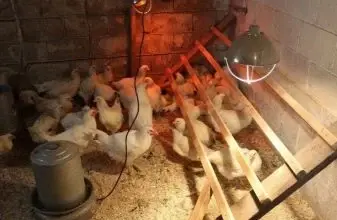 Kura pod infračervenými žárovkami v kurníku