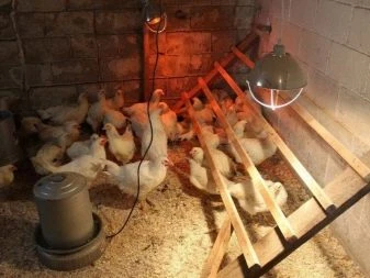 Bílé kuřata v kurníku pod infračervenou žárovkou pro zimu.