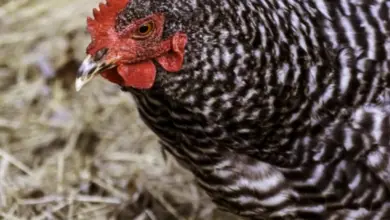 Černobílá kuřecí slepice plemene Plymouth Rock na slámě.