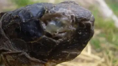 Želva s zánětem oka – příčina nejezení