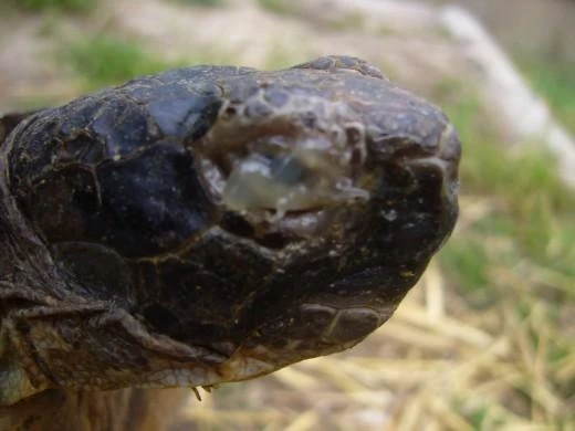 Želva s zánětem oka - příčina nejezení
