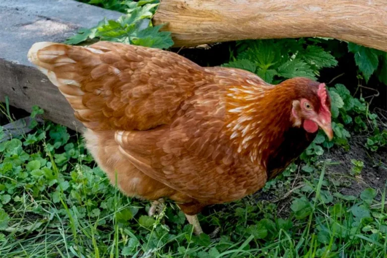 Hnědá kuřice stojí na trávě v zahradním prostředí.