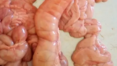 Anatomie trávicí soustavy skotu s žaludkem a střevy.
