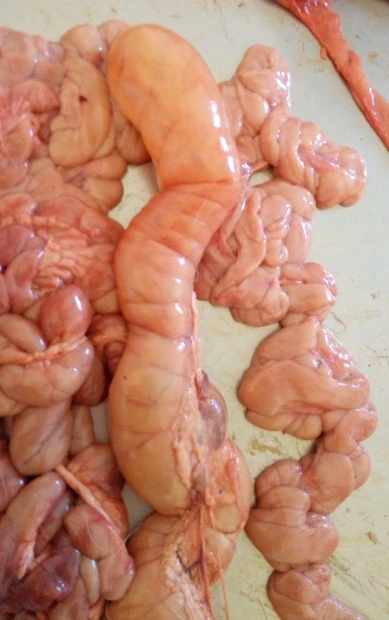 Anatomie trávicí soustavy skotu s žaludkem a střevy.